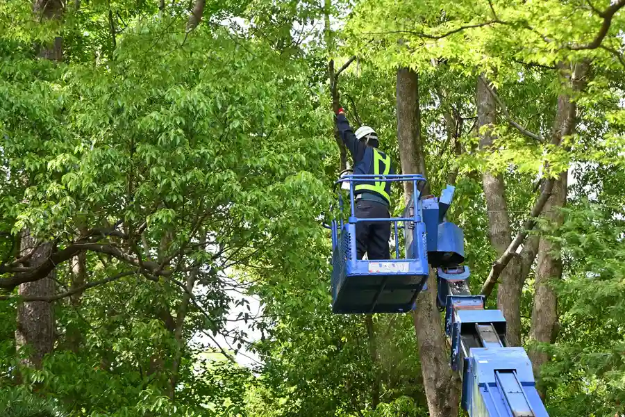 Quality Tree Services Owensboro, KY Quality Tree Services Owensboro, KY